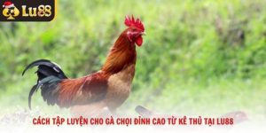 Cách Tập Luyện Cho Gà Chọi Đỉnh Cao Từ Kê Thủ Tại Lu88