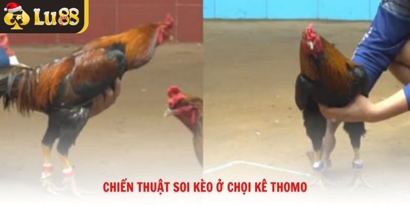 Chiến thuật soi kèo ở chọi kê Thomo