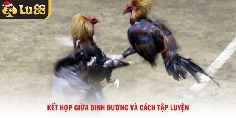 Kết hợp giữa dinh dưỡng và cách tập luyện